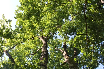 低角度摄影的绿叶树白天
